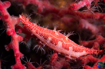 Phenalcovolva parvita