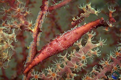 Phenacolvolva rosea - with eggs