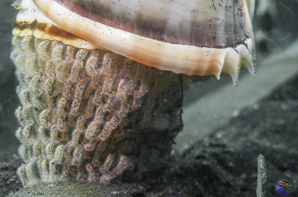 Phalium glaucum - laying eggs