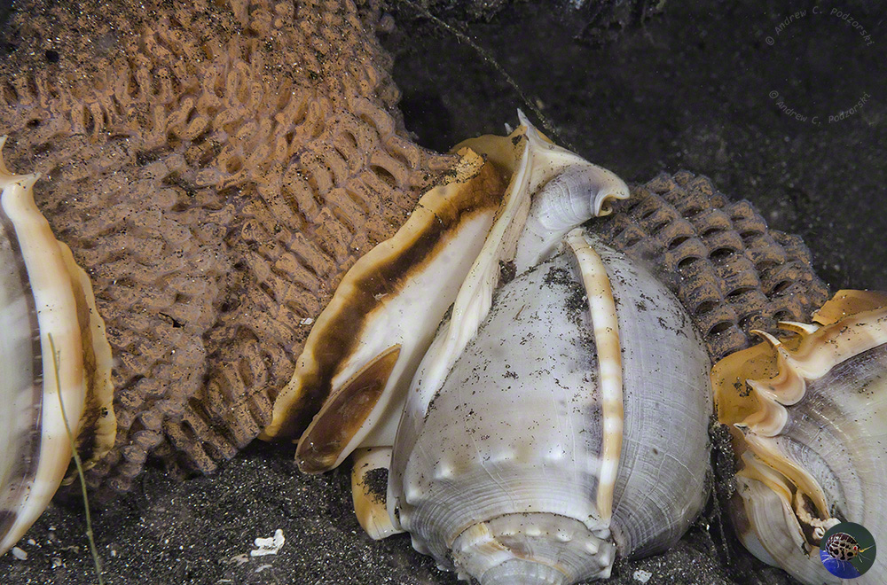 Phalium glaucum - mass egg-laying