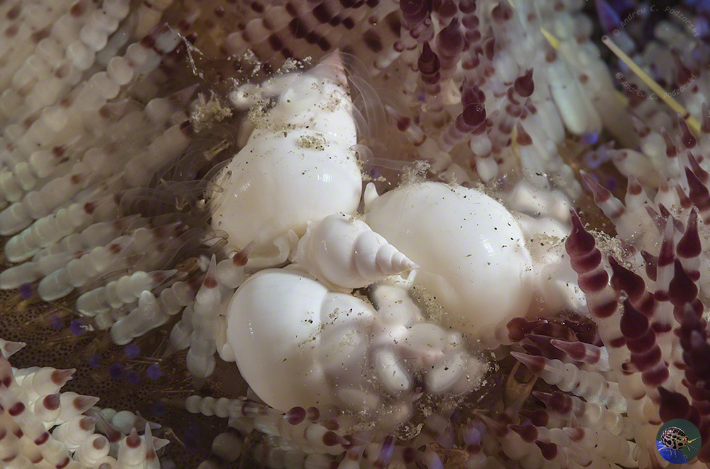 Echineulima asthenosomae 