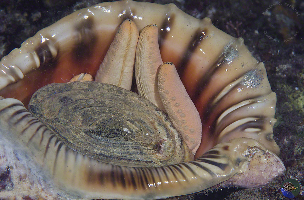 Charonia tritonis - eating a starfish