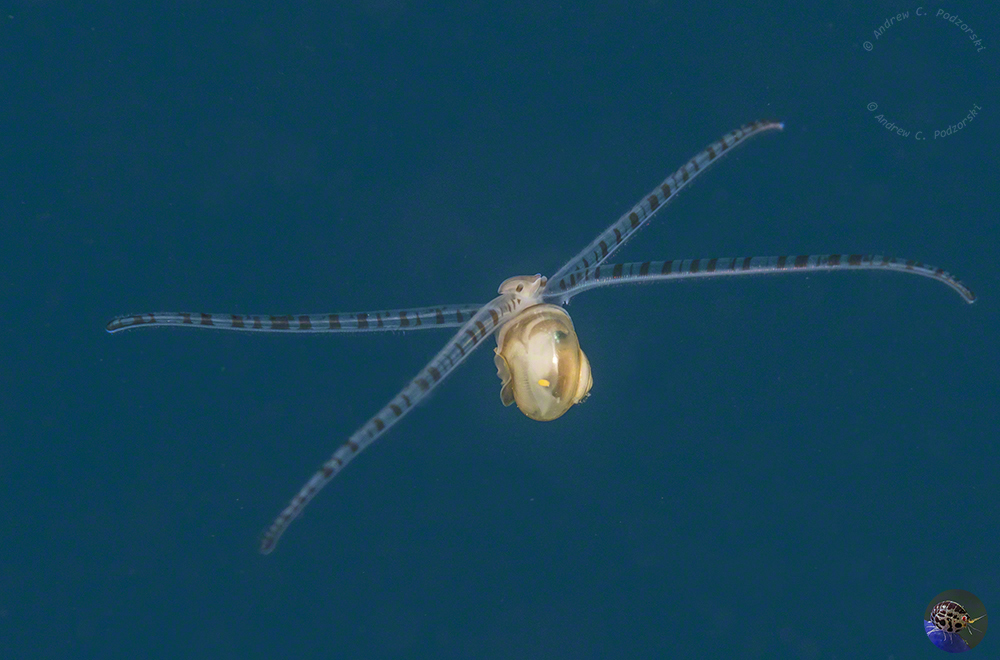 Pelagic Tonna perdix larva 