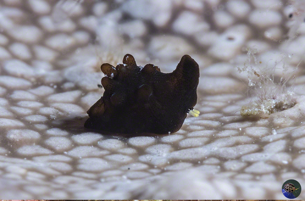 Coriocella nigra - juvenile