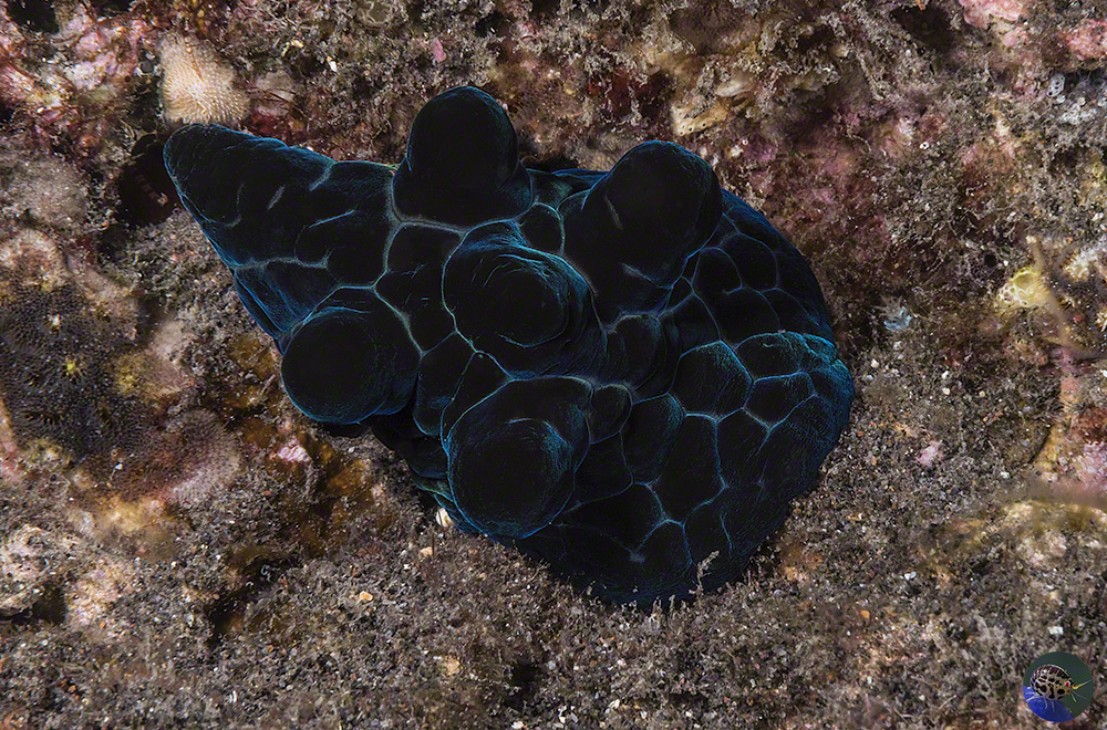 Coriocella nigra 