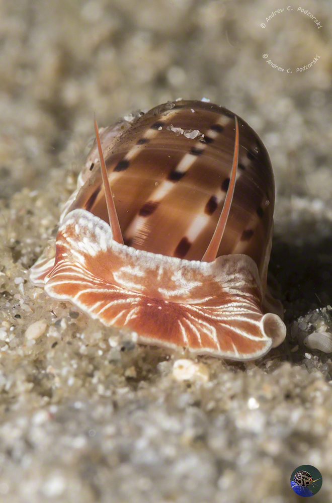 Naticarius alapapilionis