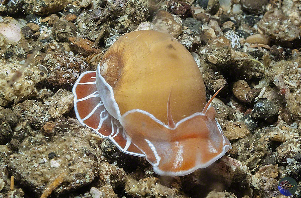 Naticarius orientalis