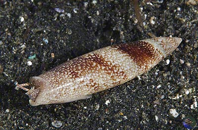 Terebellum terebellum