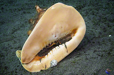 Cassis cornuta from below