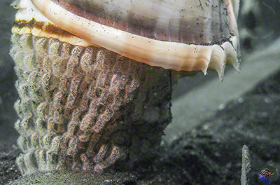 Phalium glaucum - laying eggs