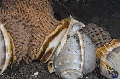 09-Phalium glaucum - mass egg-laying