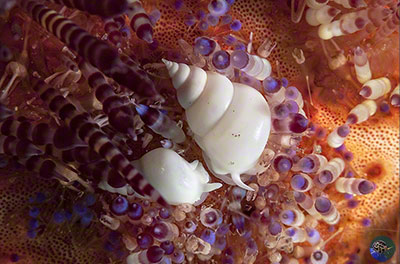 Echineulima asthenosomae 