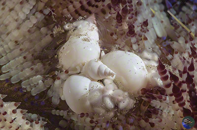 Echineulima asthenosomae 