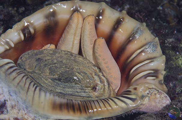 Charonia tritonis eatinga starfish