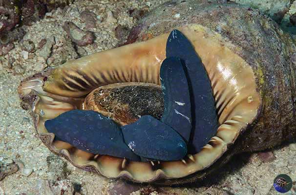 Charonia tritonis - eating a starfish