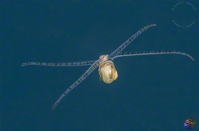 Pelagic Tonna perdix larva 