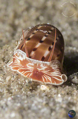 Naticarius alapapilionis