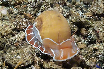 Naticarius orientalis