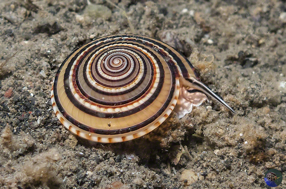 Architectonica perspectiva