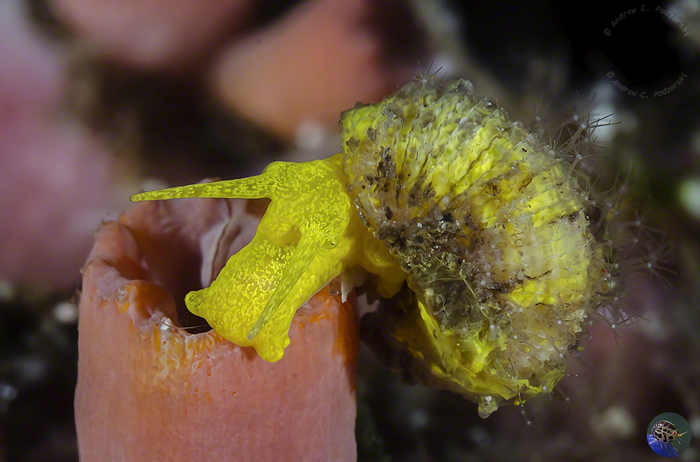 Epitonium hilleeanum