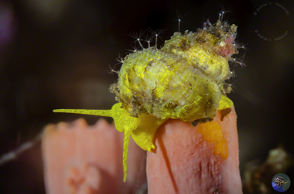 Epitonium hilleeanum