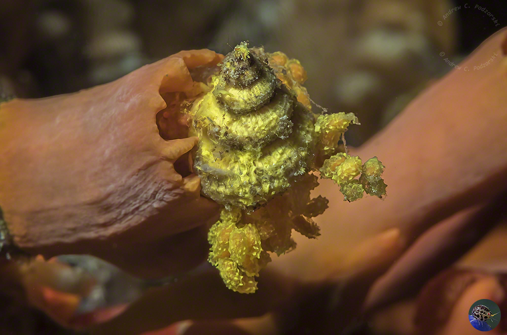 Epitonium hilleeanum - laying eggs