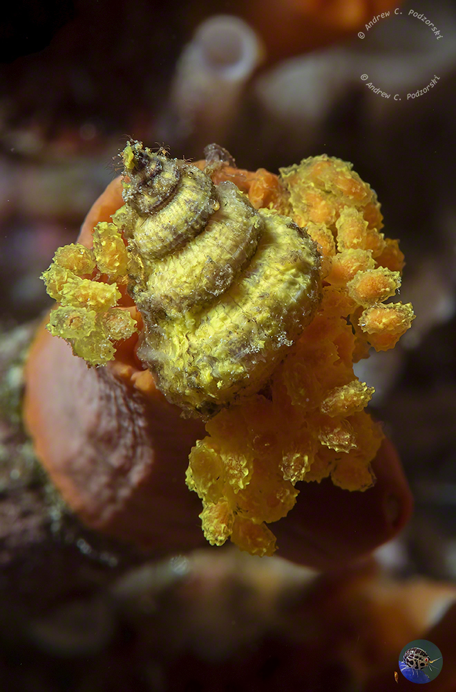 Epitonium hilleeanum - laying eggs