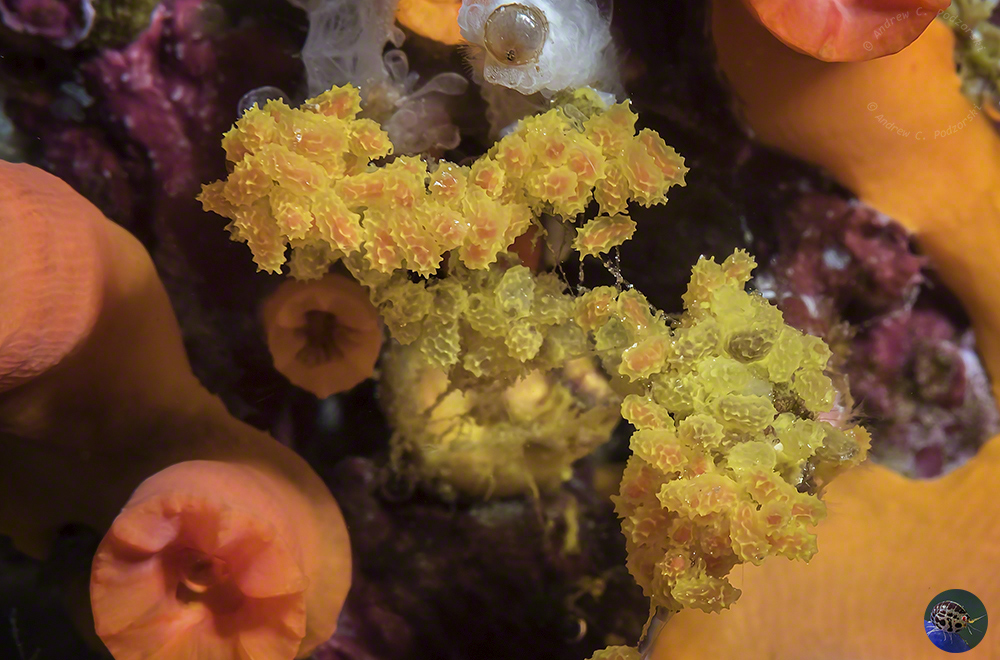 Epitonium hilleeanum - eggs