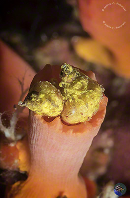 Epitonium hilleeanum