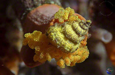 Epitonium hilleeanum - laying eggs