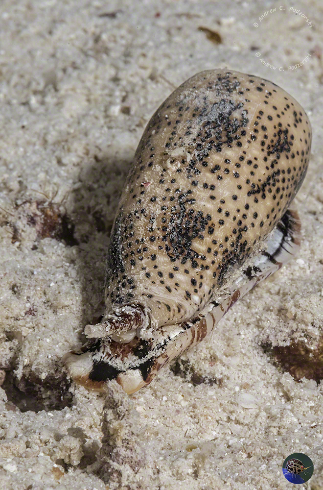 Conus arenatus