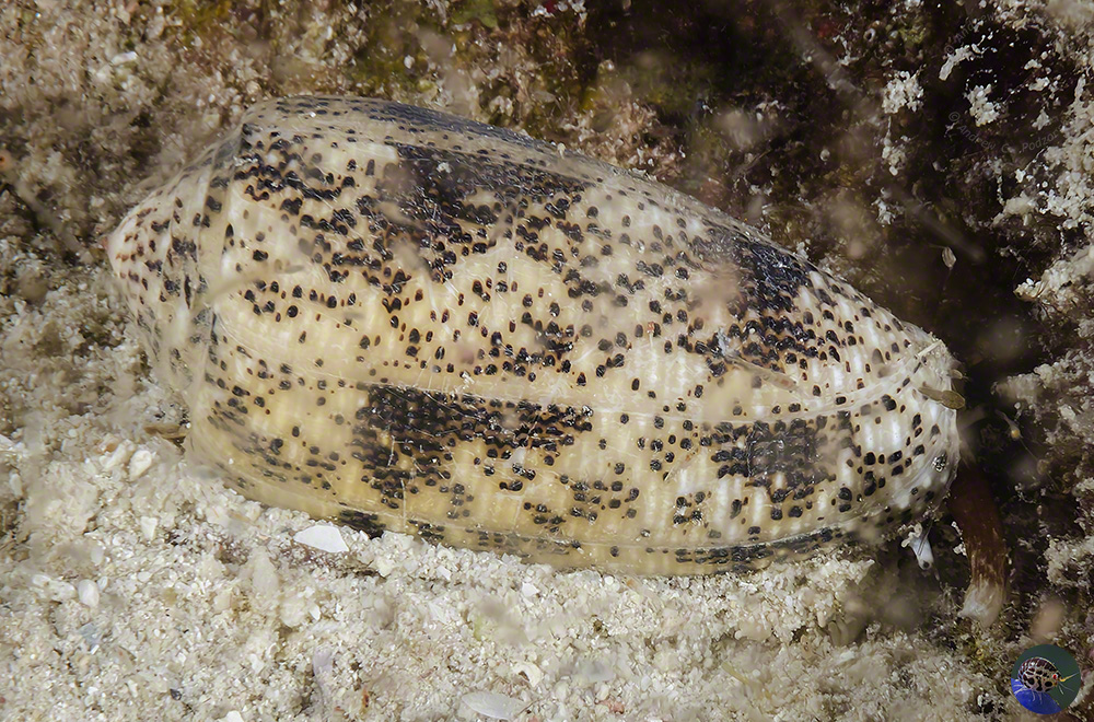 Conus arenatus