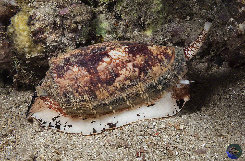 Conus geographicus
