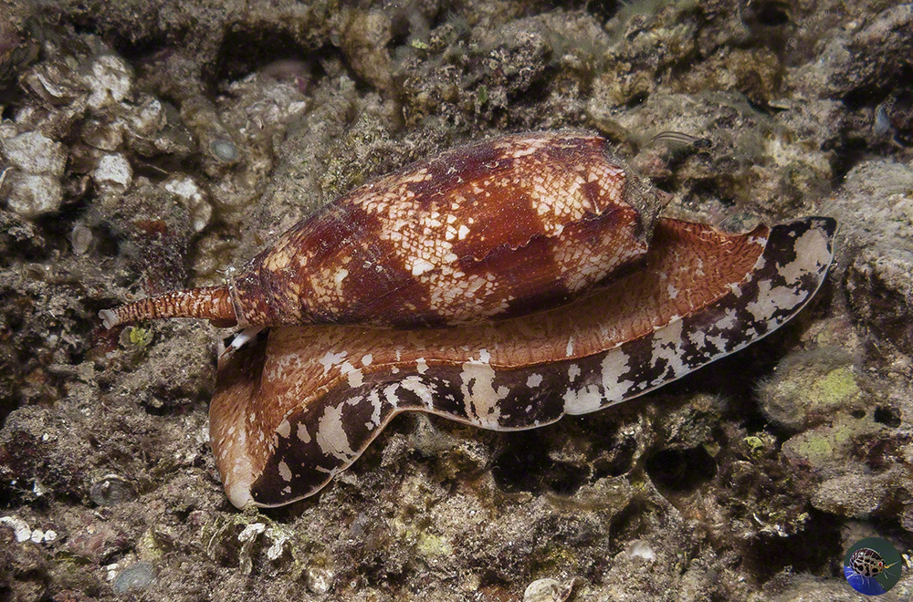 Conus geographicus