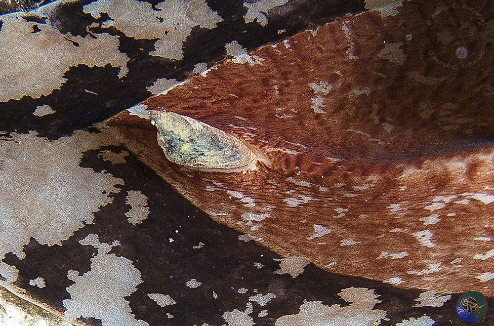 Conus geographicus - reduced operculum