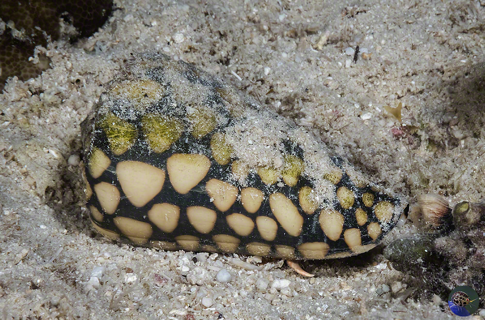 Conus marmoreus