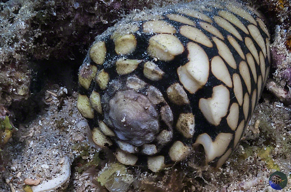 Conus marmoreus