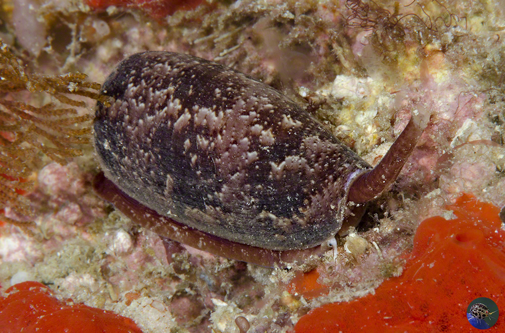 Conus cf. victoriae