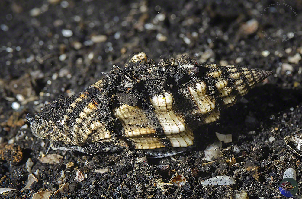 Vexillum cf. gruneri