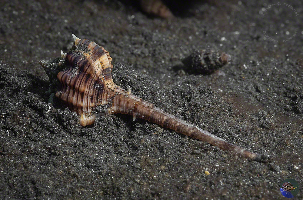 Haustellum haustellum