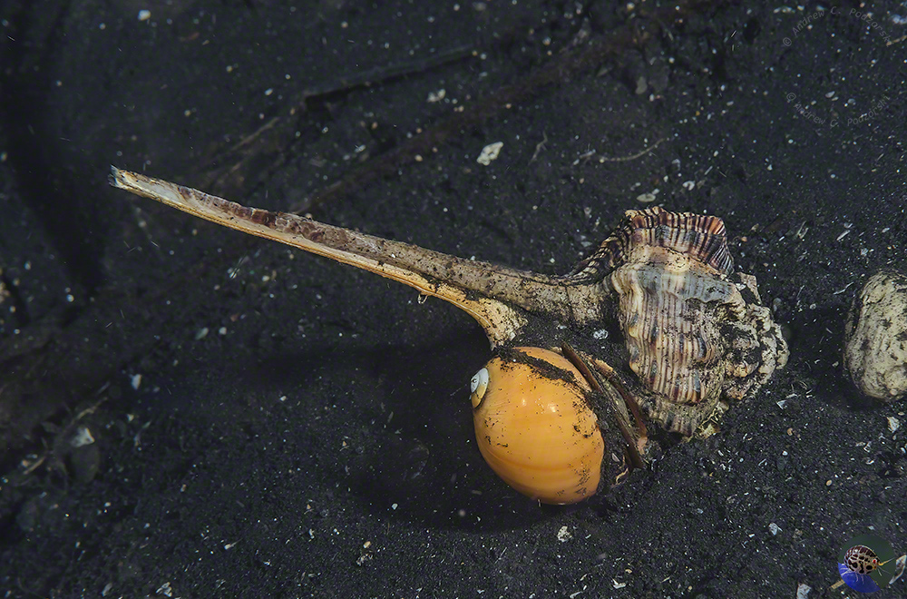 Haustellum haustellum feeding on Polinices aurantius