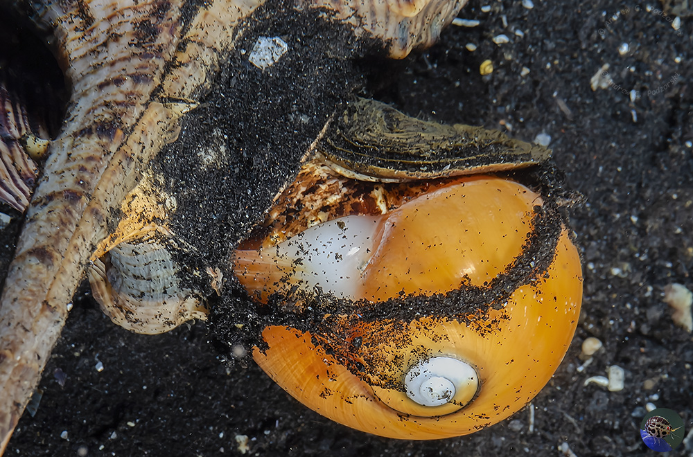 Haustellum haustellum feeding on Polinices aurantius