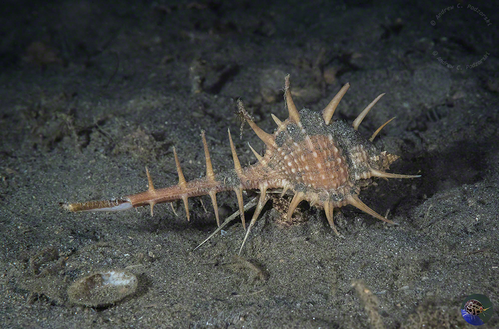 Murex  acanthostephes