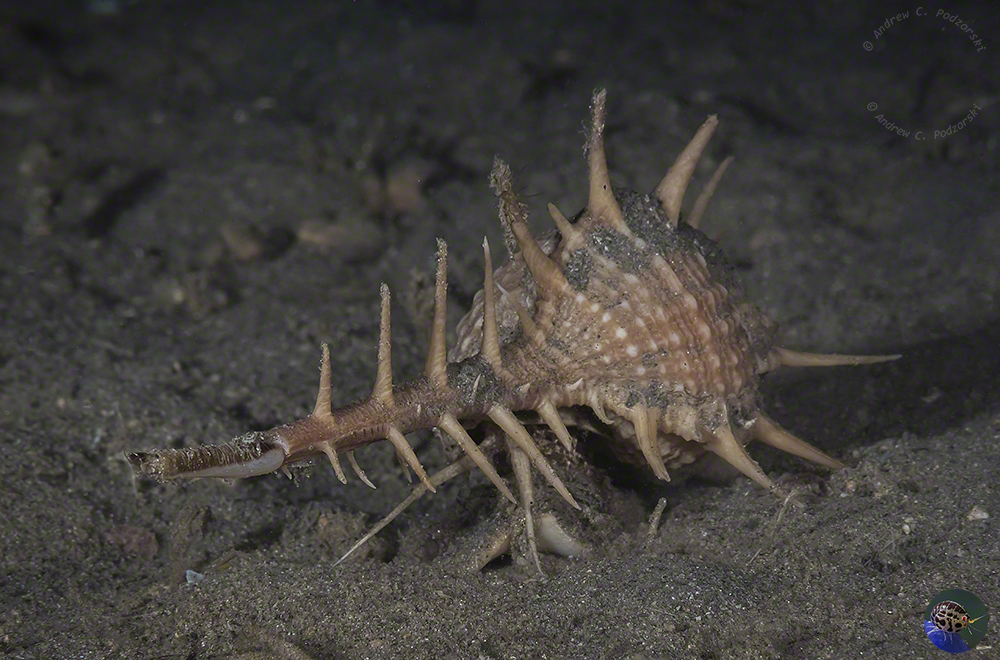 Murex  acanthostephes