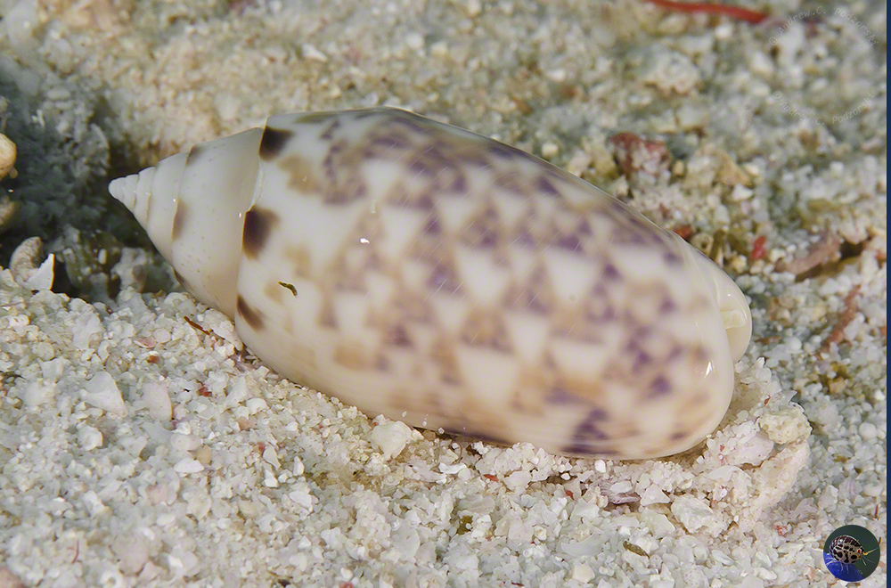 Oliva caldania