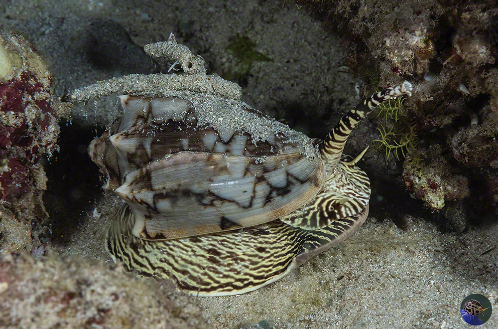 Cymbiola vespertilio