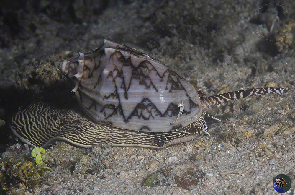 Cymbiola vespertilio