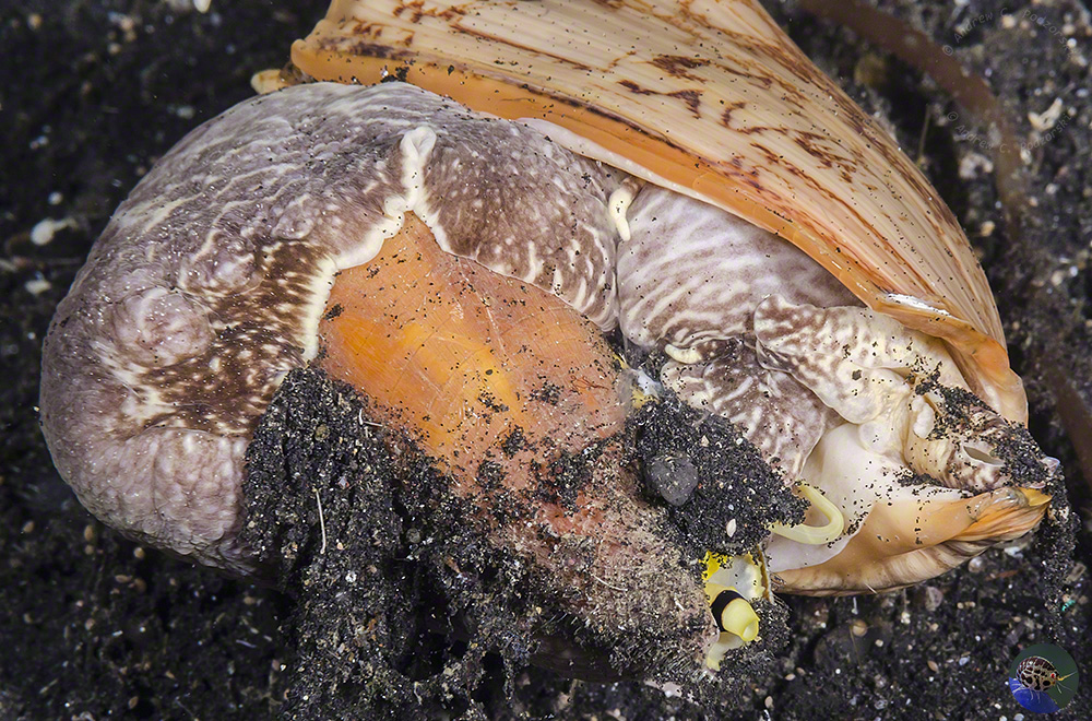 Cymbiola vespertilio - hunting a cone