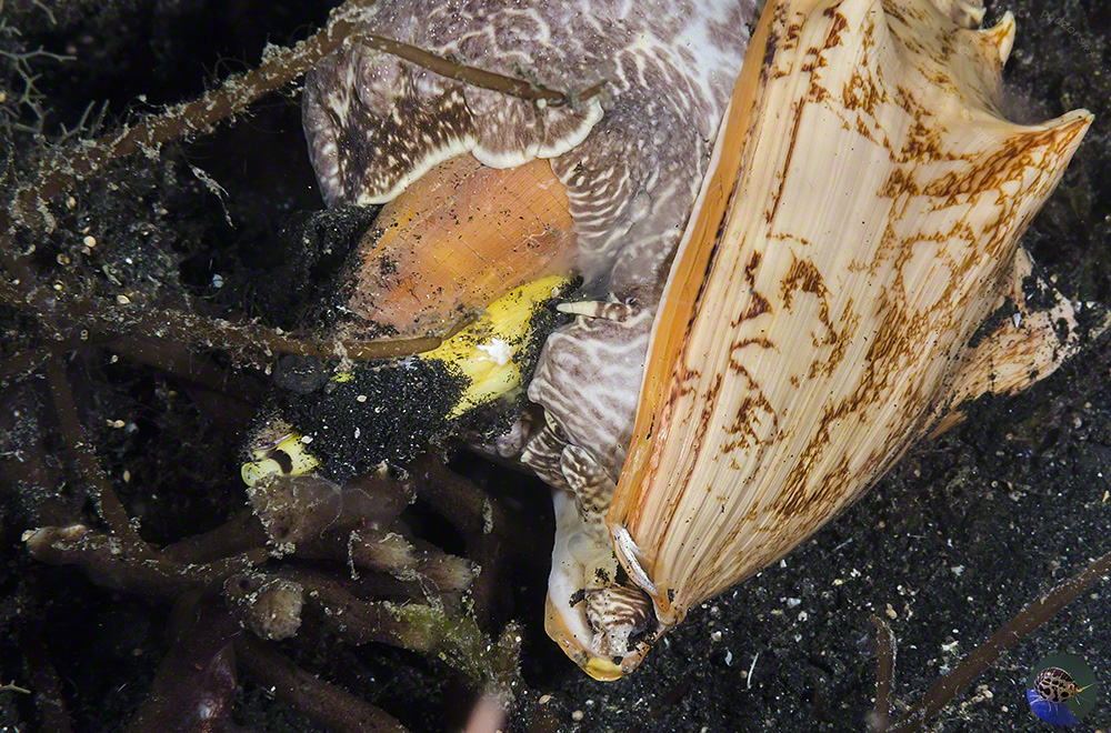 Cymbiola vespertilio - hunting a cone