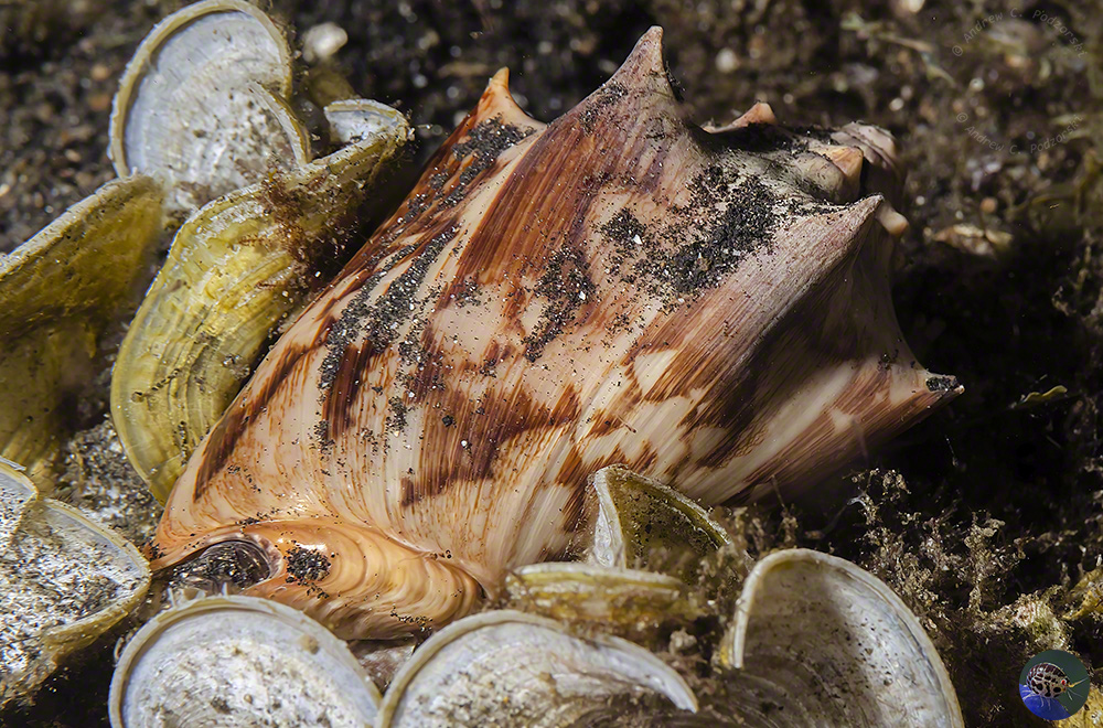 Cymbiola vespertilio